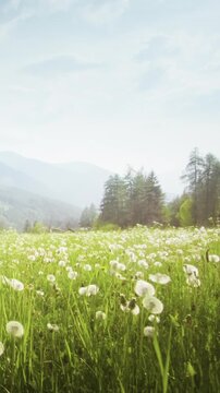 field of spring dandelions in Dolomites, South Tyrol, Italy