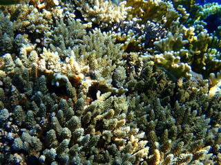 Wide shot of coral and reef inhabitants
