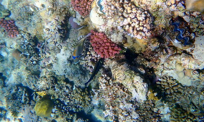 Wide shot of coral and reef inhabitants