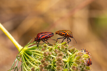Pair of striped shield bugs (Graphosoma lineatum) on wild plant in Navarra, Spain