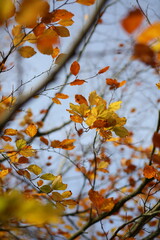 autumn leaves against blue sky
