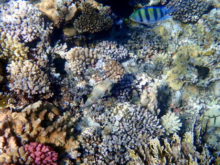 Wide shot of coral and reef inhabitants