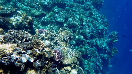Wide shot of coral and reef inhabitants