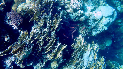 Wide shot of coral and reef inhabitants
