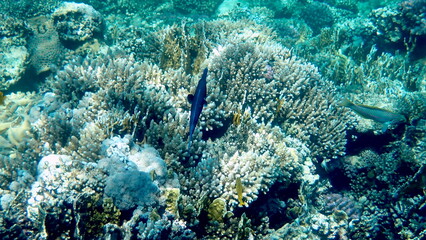 Wide shot of coral and reef inhabitants
