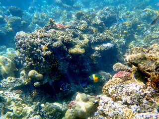 Wide shot of coral and reef inhabitants