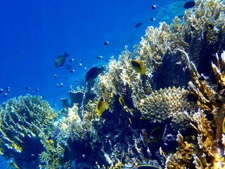 Wide shot of coral and reef inhabitants
