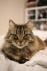 Obraz premium portrait of a cat