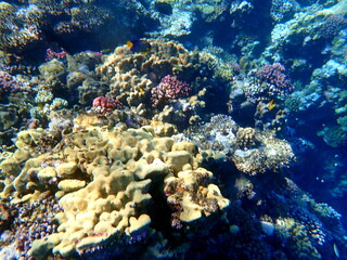 Wide shot of coral and reef inhabitants