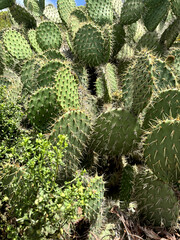 cactus in the garden
