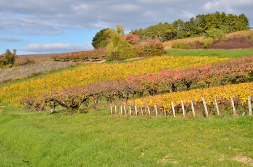 VIGNES ET CERISIERS IRANCY BOURGOGNE