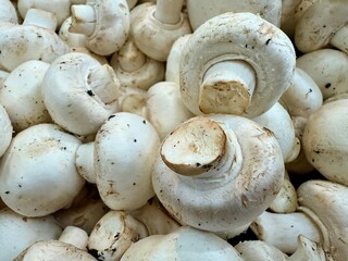 gros plan sur des champignons de paris blanc chez un producteur bio