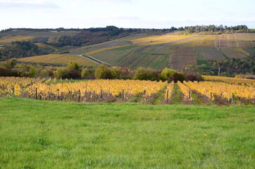 VUE SUR LE VIGNOBLE D'IRANCY EN AUTOMNE