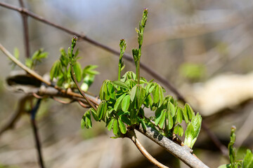 Akebia quinata, a climbing deciduous vine with purple fruits and medicinal properties.