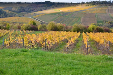 VIGNOBLE D'IRANCY EN AUTOMNE BOURGOGNE