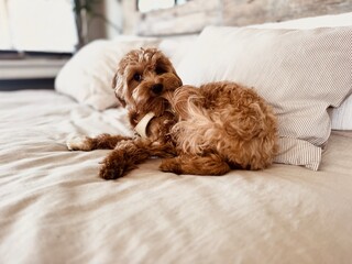 Adorable Little Puppy on Bed Biting Its Tail – Playful Pet Moment