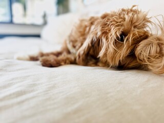 Adorable Little Puppy on Bed Biting Its Tail – Playful Pet Moment