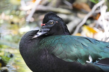 The Muscovy duck (Cairina moschata) is a large duck native to the Americas, from the Rio Grande Valley of Texas and Mexico south to Argentina and Uruguay. Fortaleza - Ceara, Brazil.