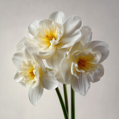 Fototapeta premium photography of narcissus
