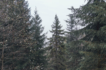 Landscape by the Sulustaddalen Valley, Toten, Norway, October 2025.