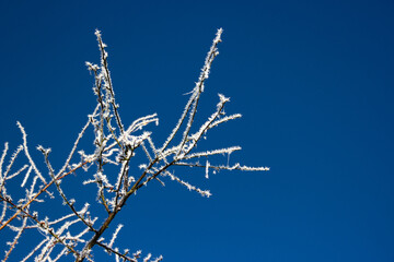 Frost on tree branches. Against the background of the blue sky.