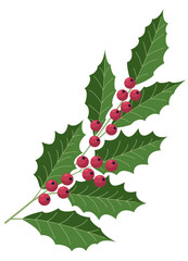 Christmas holly branch illustration. Vector illustration of festive holly twig with green leaves, red berries, isolated on white background.