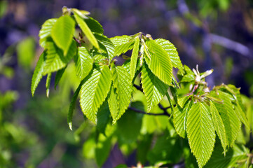 Hornbeam (Carpinus) tree branch with young leaves