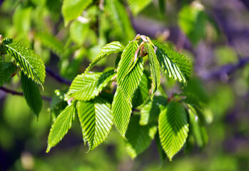 Hornbeam (Carpinus) tree branch with young leaves