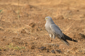 A Montagu's harrier (Circus pygargus) standing on dry farmland in the open grasslands of Bhigwan, Maharashtra, India.