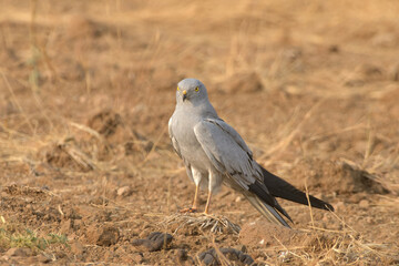 A Montagu's harrier (Circus pygargus) standing on dry farmland in the open grasslands of Bhigwan, Maharashtra, India.