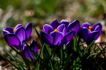spring crocus flowers