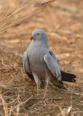 A Montagu's harrier (Circus pygargus) standing on dry farmland in the open grasslands of Bhigwan, Maharashtra, India.