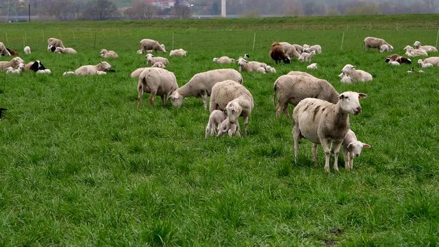 Flock of sheep in rural paddock, with cute lambs nursing from mother sheep. Concept of farming, motherhood, nature,  sustainable agriculture