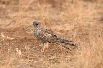 A female Montagu's harrier (Circus pygargus) standing alert on dry grassland in the open plains of Bhigwan, Maharashtra, India.