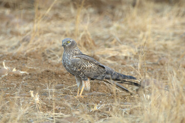 A female Montagu's harrier (Circus pygargus) standing alert on dry grassland in the open plains of Bhigwan, Maharashtra, India.