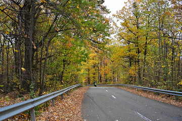 A motorcyclist is speeding down a forest road with trees with copper leaves above.