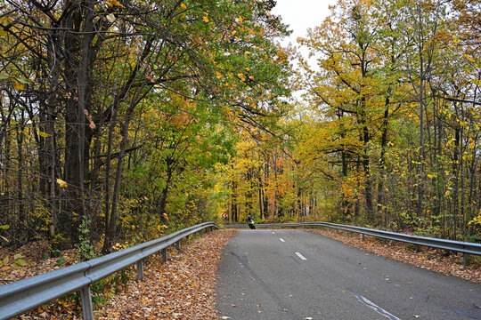 A motorcyclist is speeding down a forest road with trees with copper leaves above.