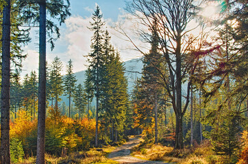 autumn in the forest with the mountain view