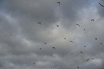 flock of black birds in cloudy sky
