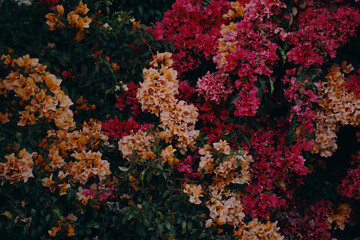 Obraz premium Pink and yellow flowers