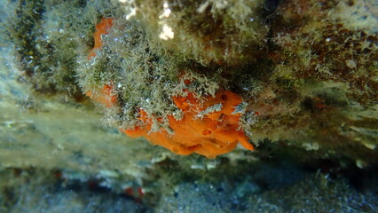 Red encrusting sponge or orange-red encrusting sponge (Crambe crambe) close-up undersea, Aegean Sea, Greece, Halkidiki, Pirgos beach