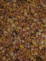 Autumn fallen leaves on the ground