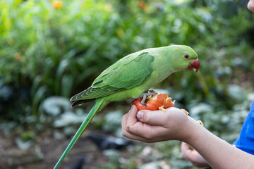Green Rose Ringed Parakeet Hand Feeding on Berries in Garden