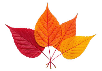Fototapeta premium A bundle of autumn leaves in vivid red, orange, and yellow tones, isolated on a transparent background, symbolizing seasonal change and the beauty of nature.