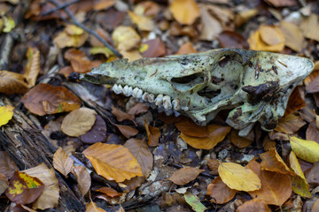 Czaszka dzikiego leśnego zwierzęcia 