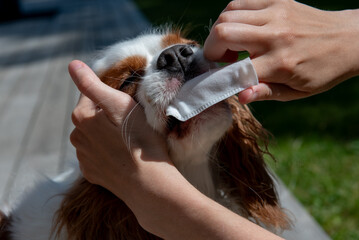 Owner cleaning dogs mouth with dental wipe outdoors