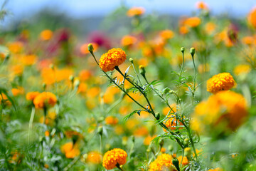 Flor de Cempasúchil para ofrenda de Día de Muertos