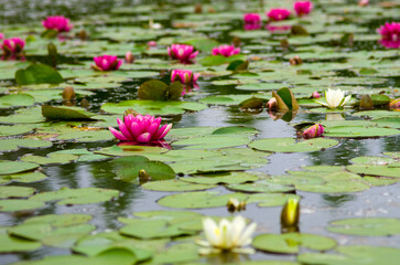 Dreamy pink waterlilies bloom in a serene pond