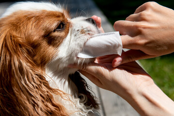 Owner cleaning dogs mouth with dental wipe outdoors
