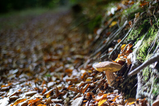 Stary owocnik borowika szlachetnego powszechnie nazywany prawdziwkiem 